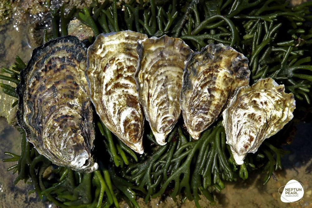 Ostras