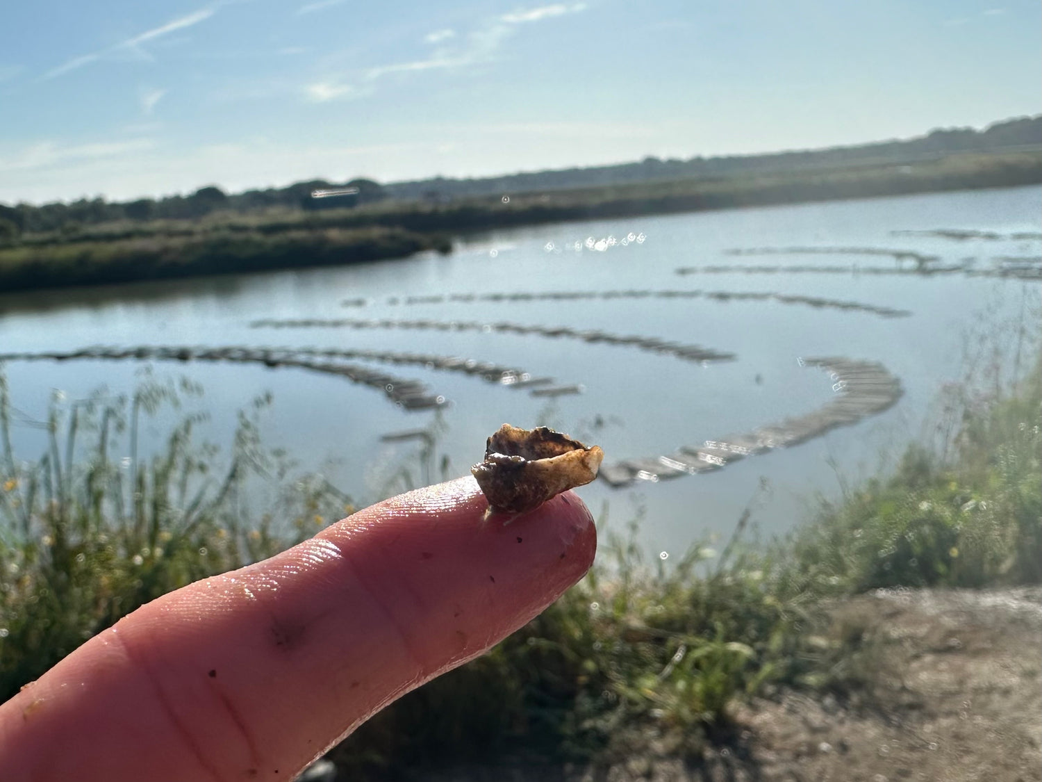 Oyster seed